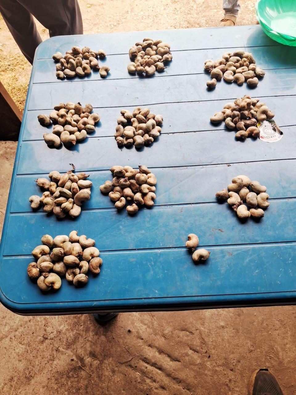 Raw cashew nut samples laid out in a grid for cut-testing